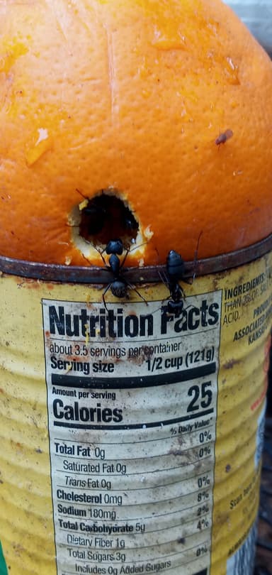 Camponotus pennsylvanicus photo 259