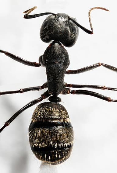 Camponotus pennsylvanicus — colony photo 260