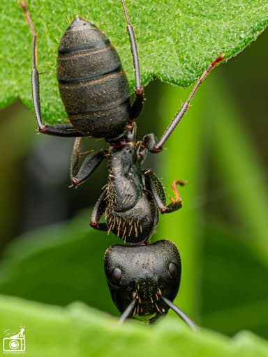 Camponotus pennsylvanicus photo 261