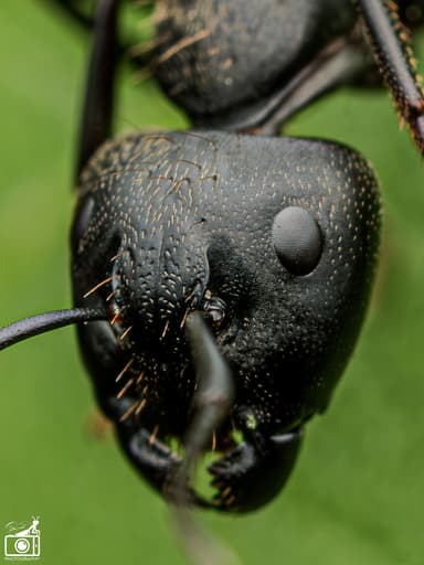 Camponotus pennsylvanicus photo 262