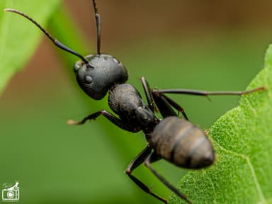 Camponotus pennsylvanicus photo 263