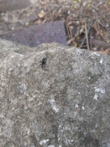 Camponotus pennsylvanicus photo 266