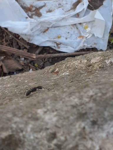 Camponotus pennsylvanicus photo 267