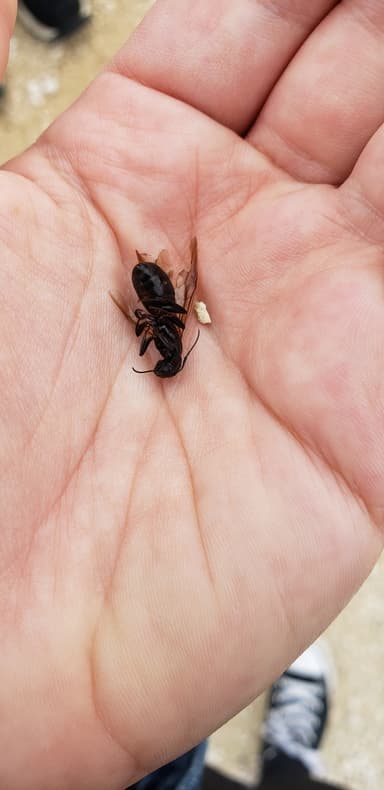 Camponotus pennsylvanicus photo 269