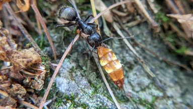 Camponotus pennsylvanicus — colony photo 270
