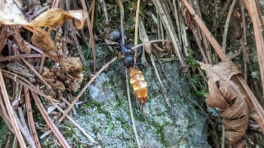 Camponotus pennsylvanicus — colony photo 271
