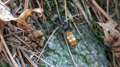 Camponotus pennsylvanicus — colony photo 272