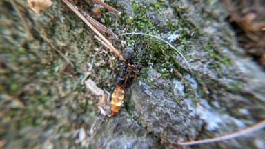 Camponotus pennsylvanicus — colony photo 273