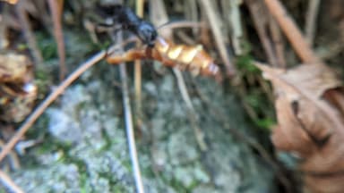 Camponotus pennsylvanicus — colony photo 275