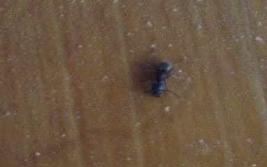 Camponotus pennsylvanicus photo 276