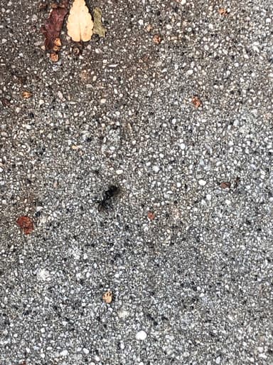 Camponotus pennsylvanicus photo 277