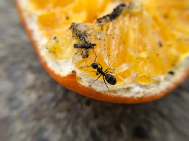 Camponotus pennsylvanicus photo 278