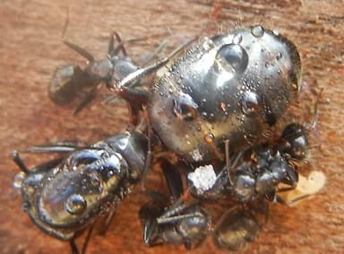 Camponotus pennsylvanicus photo 281