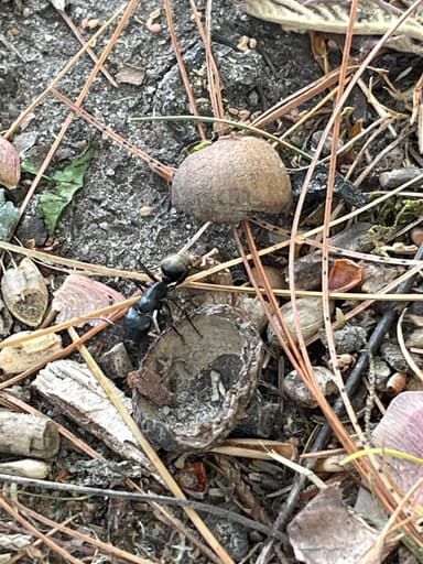 Camponotus pennsylvanicus photo 282
