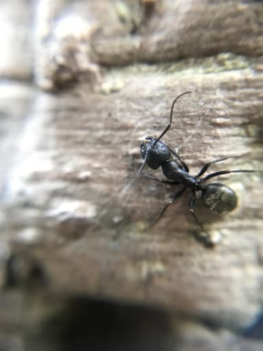 Camponotus pennsylvanicus photo 283
