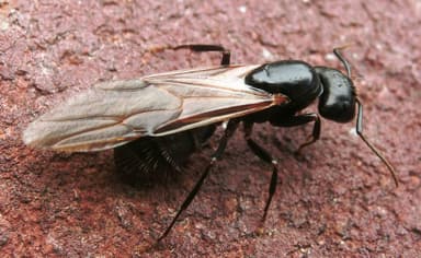 Camponotus pennsylvanicus photo 285