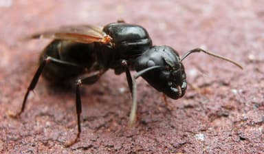 Camponotus pennsylvanicus photo 286