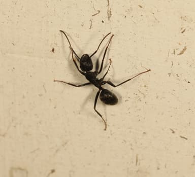Camponotus pennsylvanicus photo 287