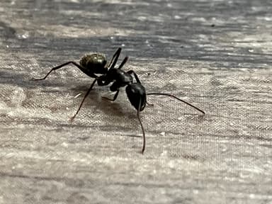 Camponotus pennsylvanicus photo 288