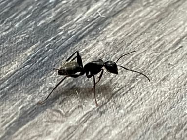 Camponotus pennsylvanicus photo 289