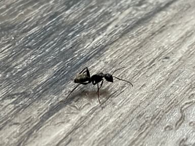 Camponotus pennsylvanicus photo 290