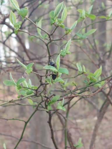 Camponotus pennsylvanicus photo 291