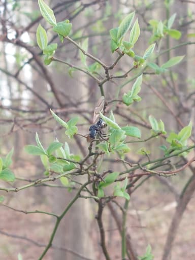 Camponotus pennsylvanicus photo 294