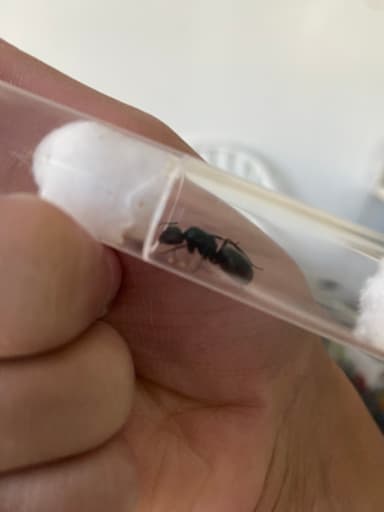 Camponotus pennsylvanicus photo 297