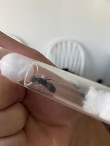 Camponotus pennsylvanicus photo 298