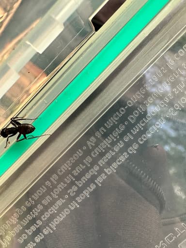 Camponotus pennsylvanicus photo 299