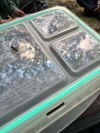 Camponotus pennsylvanicus photo 300