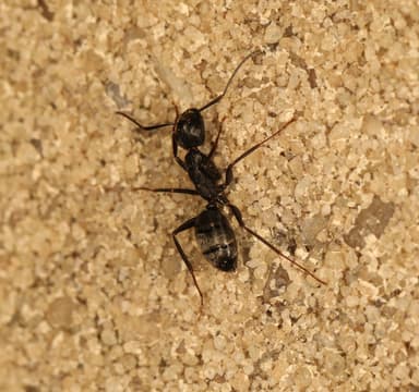 Camponotus pennsylvanicus photo 301