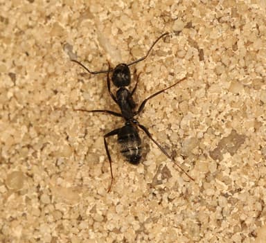 Camponotus pennsylvanicus photo 302