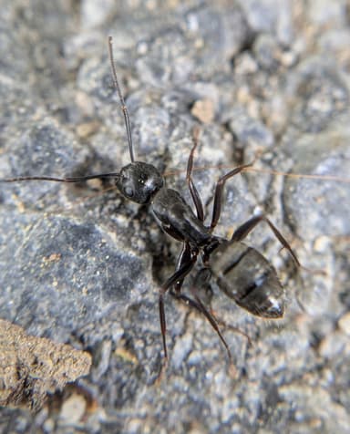 Camponotus pennsylvanicus photo 303