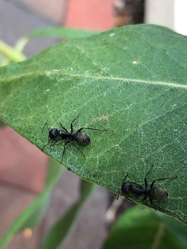 Camponotus pennsylvanicus photo 304