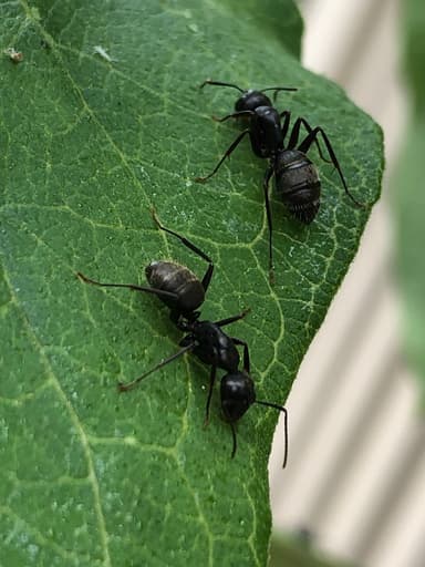 Camponotus pennsylvanicus photo 305