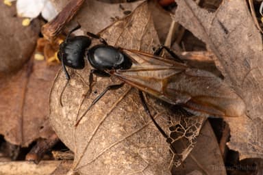 Camponotus pennsylvanicus photo 307