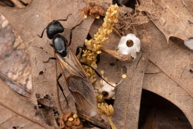 Camponotus pennsylvanicus photo 308