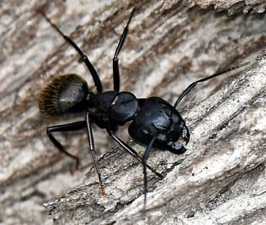 Camponotus pennsylvanicus photo 309