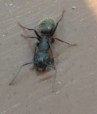 Camponotus pennsylvanicus photo 310