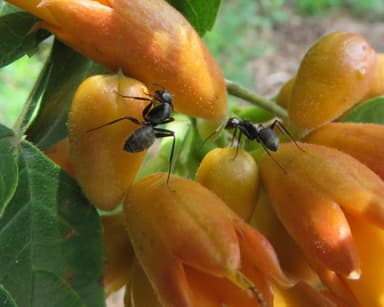 Camponotus pennsylvanicus photo 311