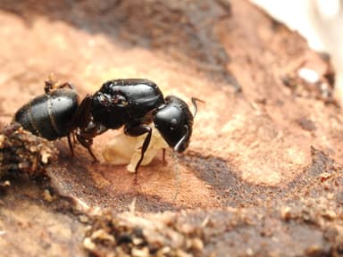 Camponotus pennsylvanicus photo 312