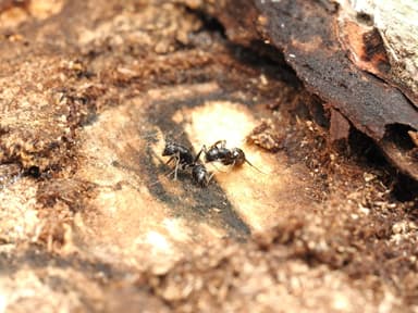 Camponotus pennsylvanicus photo 313