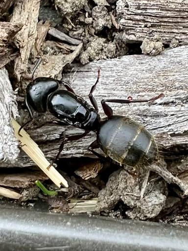 Camponotus pennsylvanicus photo 314
