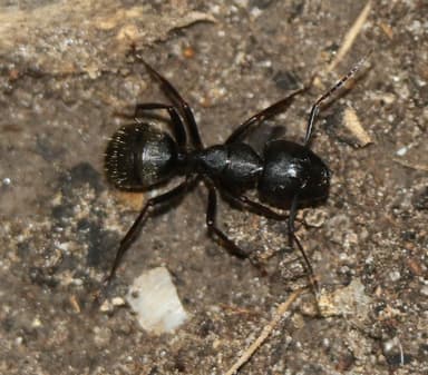 Camponotus pennsylvanicus photo 315