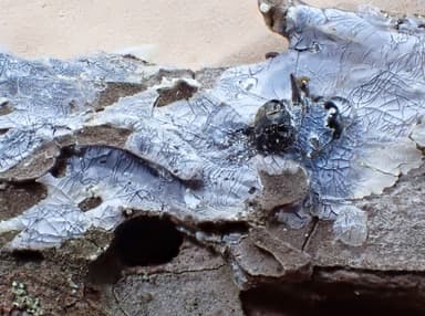 Camponotus pennsylvanicus photo 316
