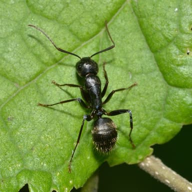 Camponotus pennsylvanicus photo 318