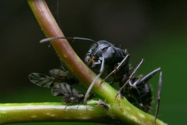 Camponotus pennsylvanicus photo 319