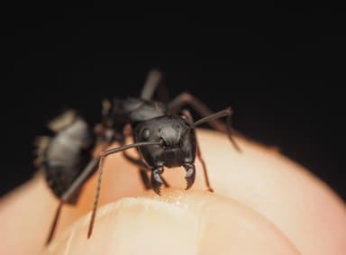 Camponotus pennsylvanicus photo 320