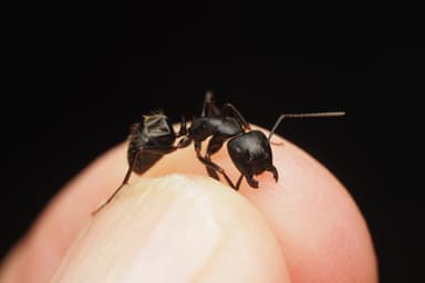 Camponotus pennsylvanicus photo 321